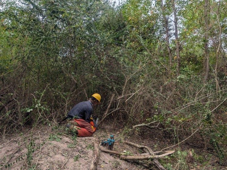 Invasive Species plant removal in High Island, Texas