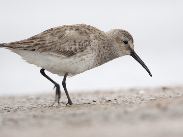 Beak of the Week –&nbsp;Dunlin