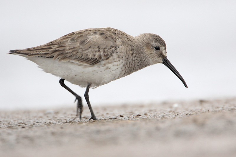 Beak of the Week –&nbsp;Dunlin