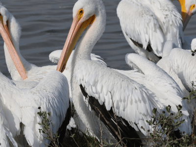 Beak of the Week – American White&nbsp;Pelican