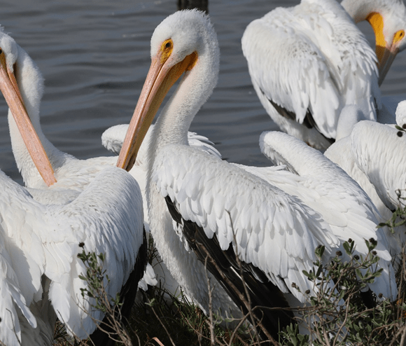 American White Pelican (Pelecanus erythrorhynchos) by Colleen McDonough