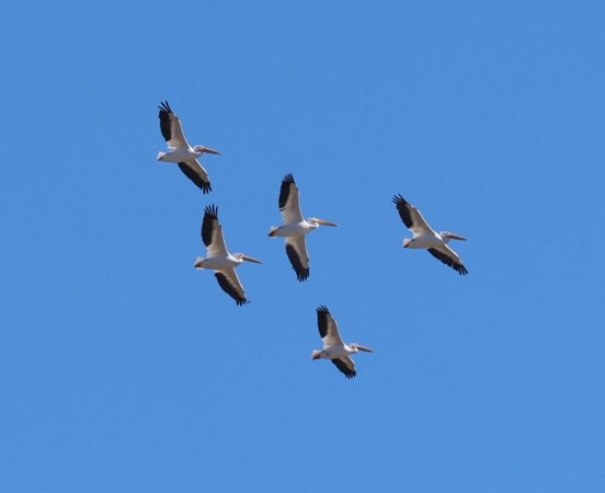 American White Pelican (Pelecanus erythrorhynchos) by Colleen McDonough