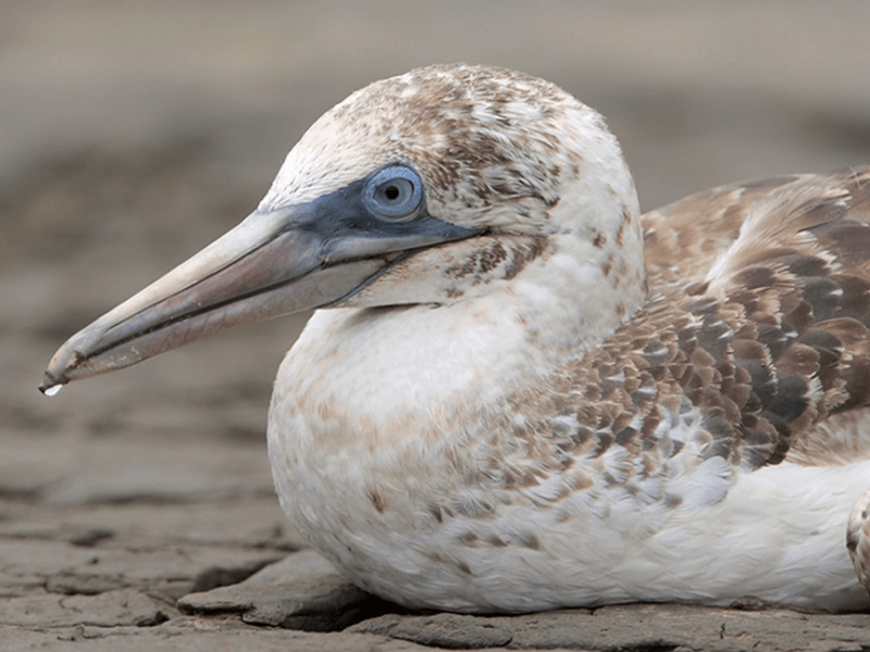 Beak of the Week – Northern&nbsp;Gannet