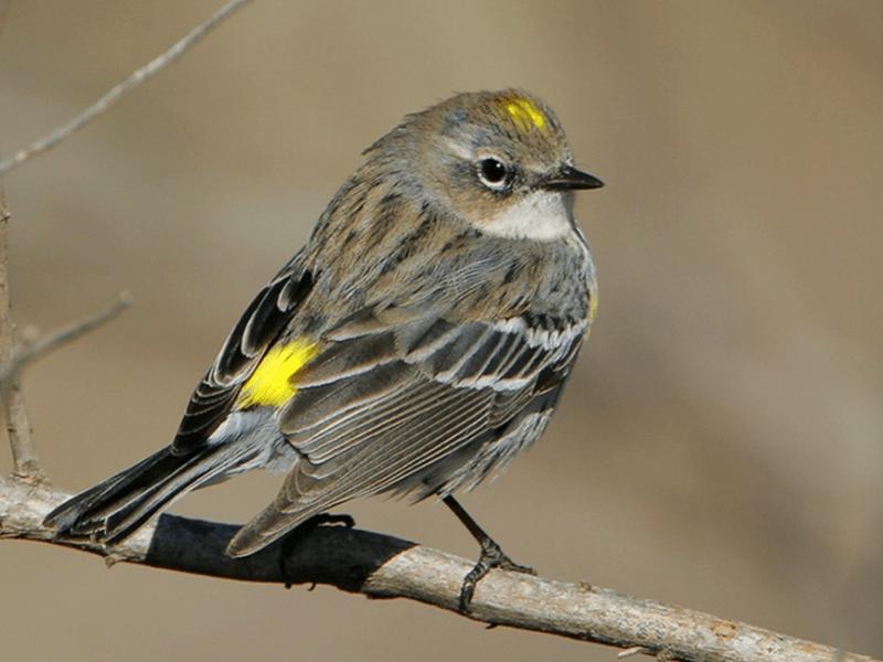 Beak of the Week – Yellow-rumped&nbsp;Warbler