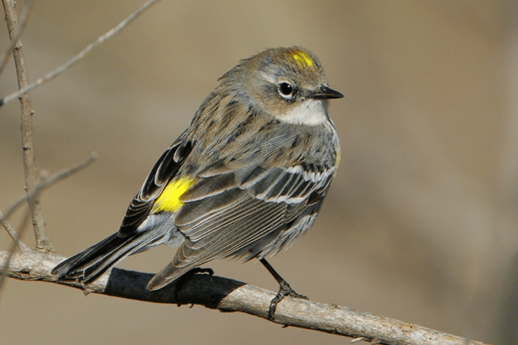 Yellow-rumped Warbler by Greg Lavaty