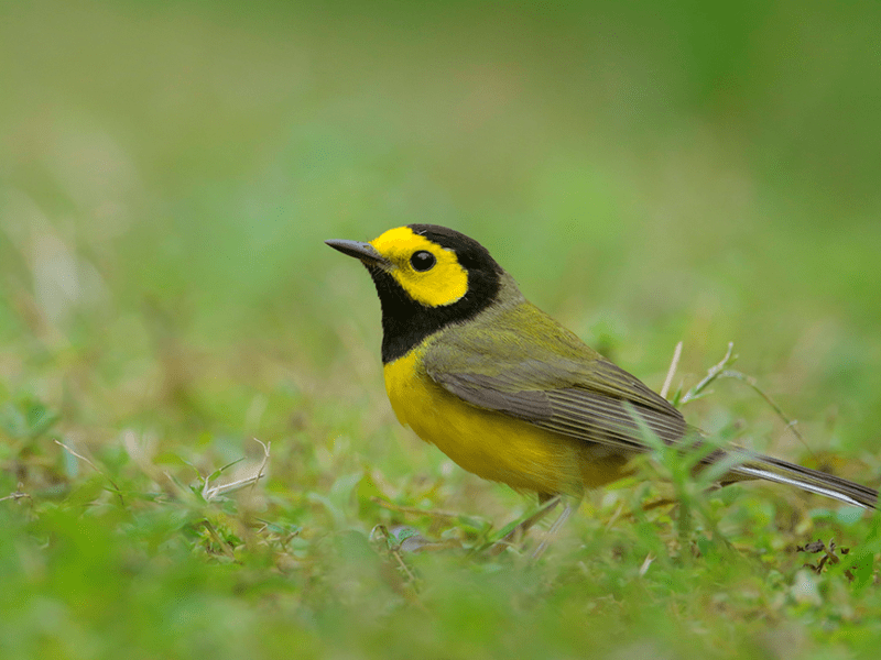 Beak of the Week – Hooded&nbsp;Warbler
