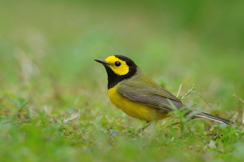 Beak of the Week – Hooded&nbsp;Warbler