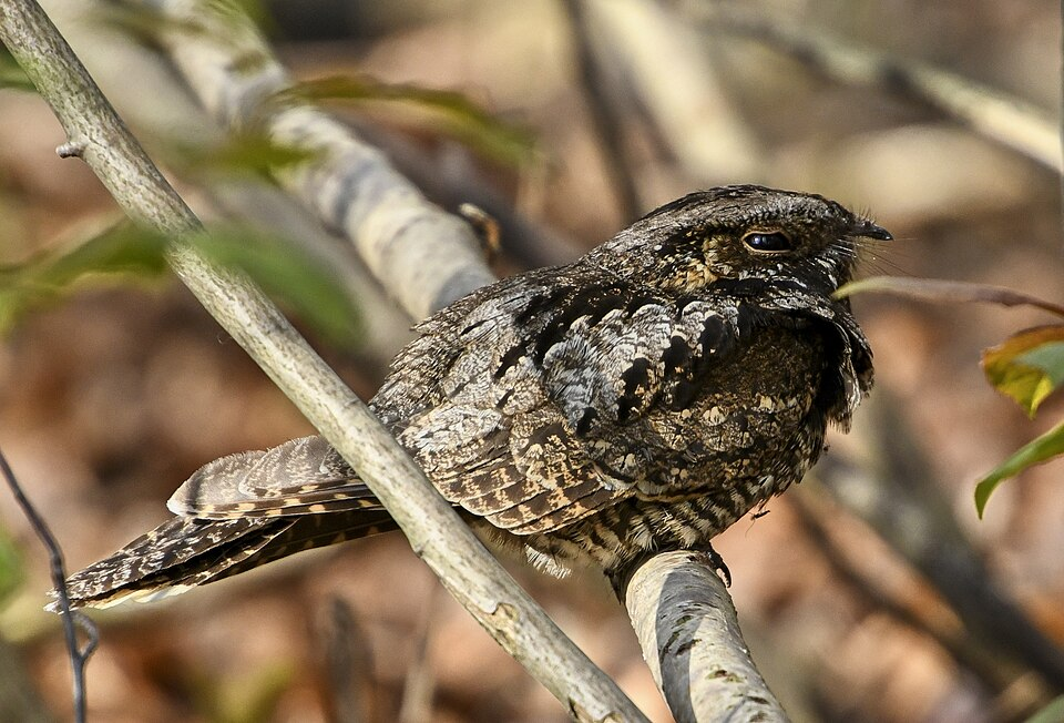 Beak of the Week – Eastern Whip-poor-will – Houston AuduBlog