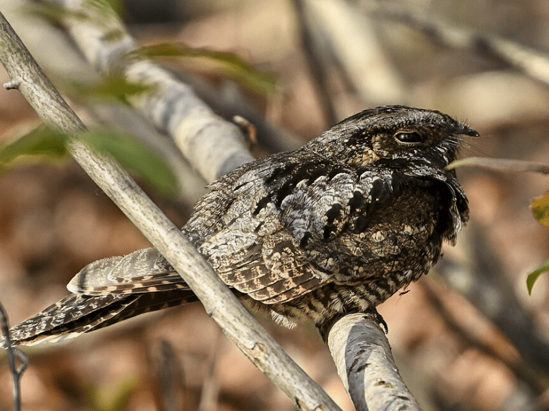 Beak of the Week – Eastern&nbsp;Whip-poor-will
