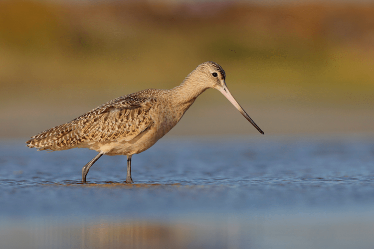Marbled Godwit (Limosa fedoa) by Greg Lavaty