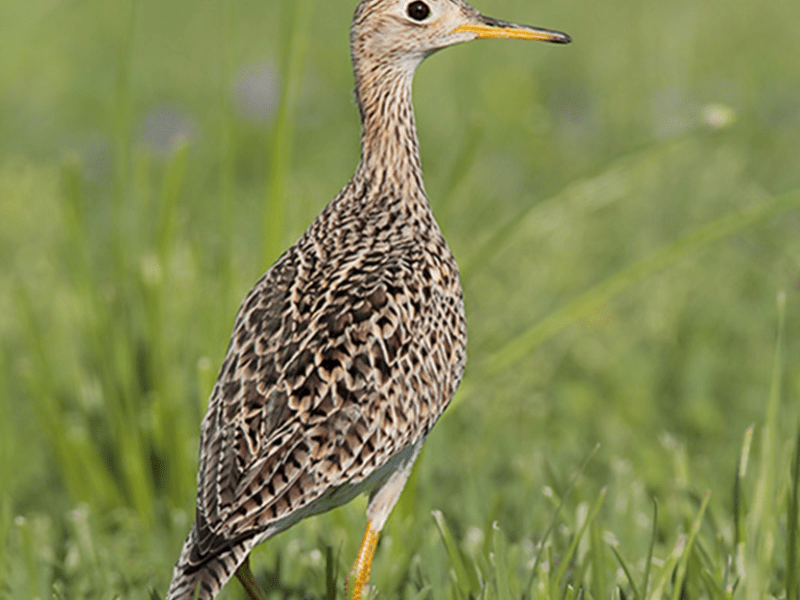Beak of the Week – Upland&nbsp;Sandpiper