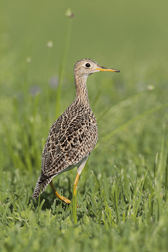 Beak of the Week – Upland&nbsp;Sandpiper