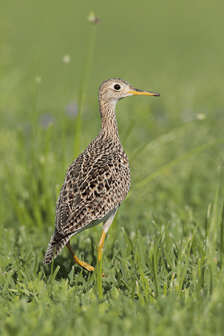 Upland Sandpiper by Greg Lavaty