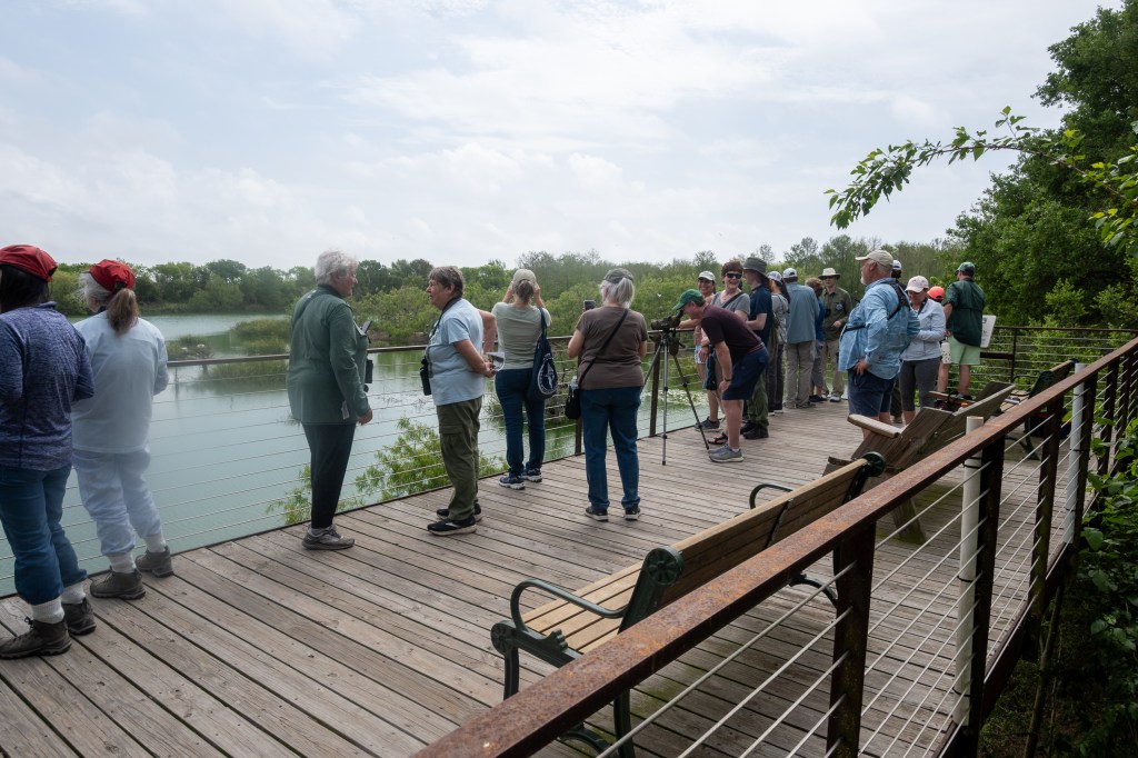 Smith Oaks canopy walk overlooking the rookery 