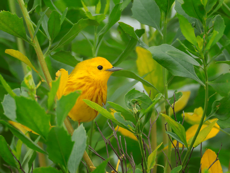 Beak of the Week – Northern Yellow&nbsp;Warbler