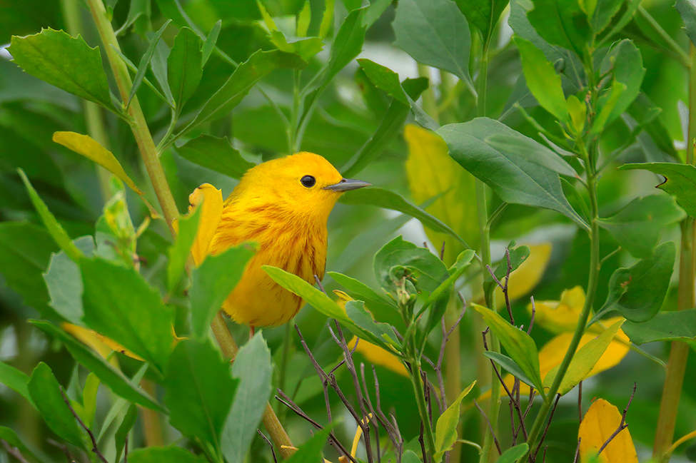 Beak of the Week – Northern Yellow&nbsp;Warbler