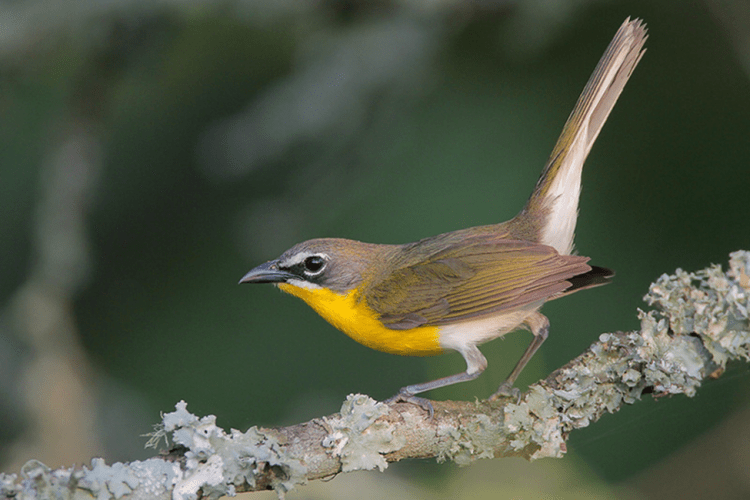 Yellow-breasted Chat by Greg Lavaty