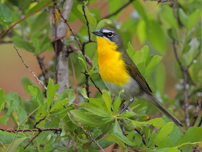 Beak of the Week – Yellow-breasted&nbsp;Chat