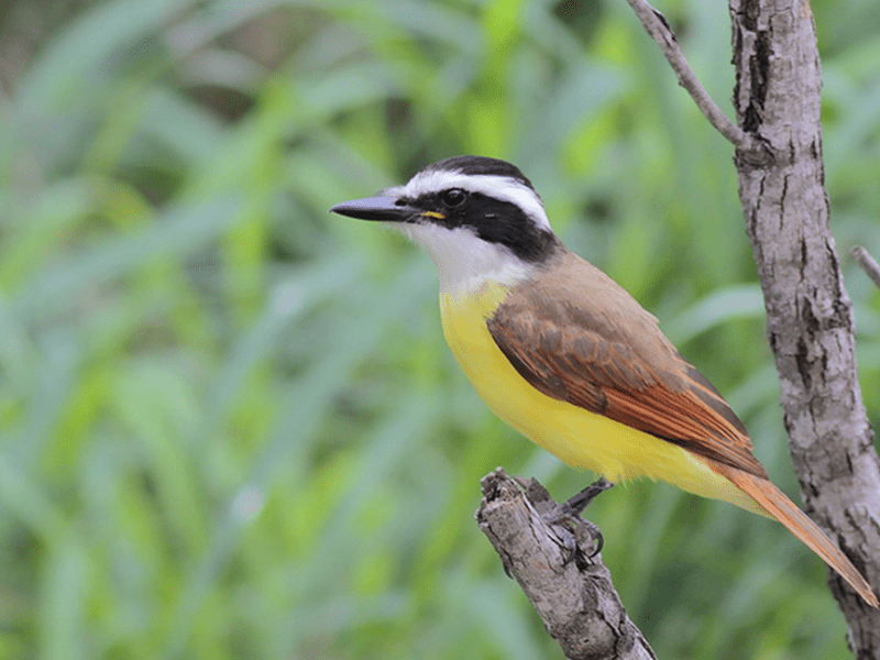 Beak of the Week – Great&nbsp;Kiskadee