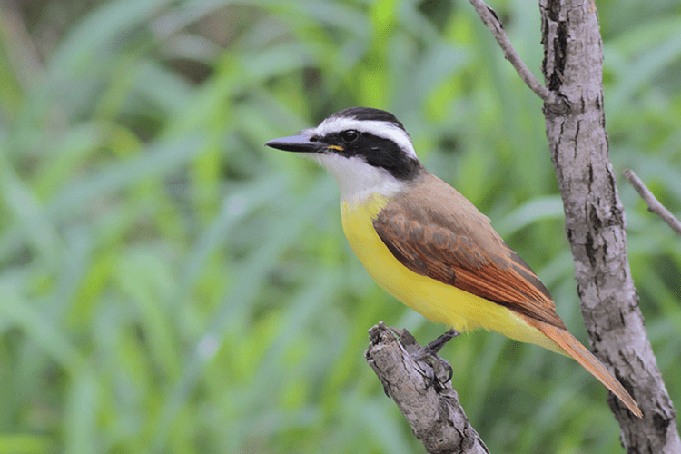 Great Kiskadee (Pitangus sulphuratus)