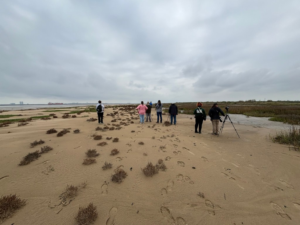 Bolivar Flats Shorebird Sanctuary 