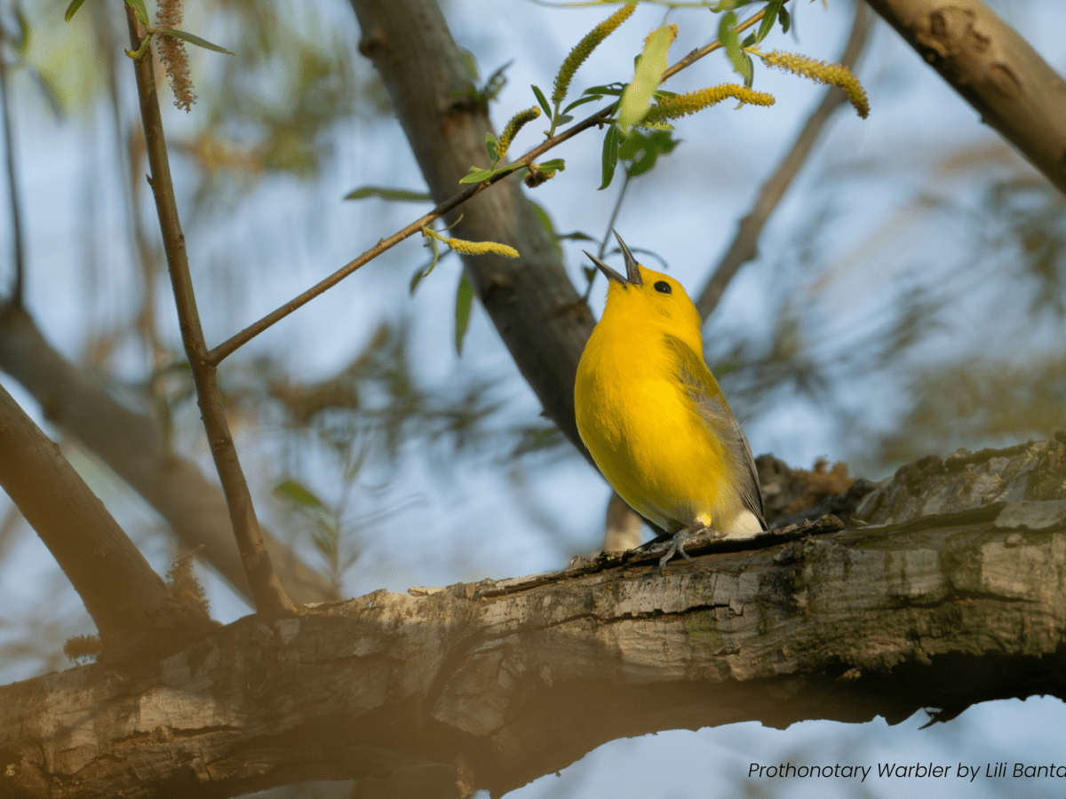 Birding High Island: What You Need to Know for Birding One of the World’s Premier Migration&nbsp;Hotspots