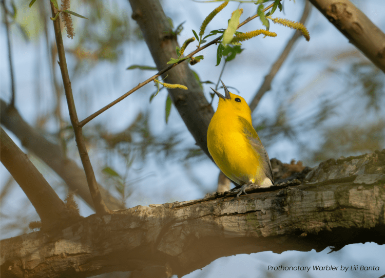 Prothonotary Warbler by Lili Banta