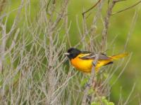 Beak of the Week – Baltimore&nbsp;Oriole