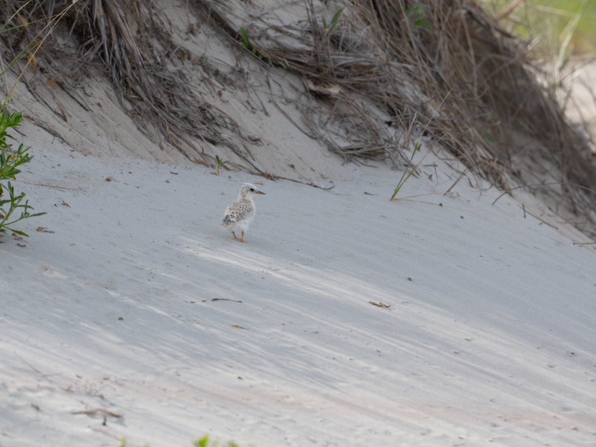 What the Cover Can’t Show: The Hidden Threats Facing Least Terns on the Texas&nbsp;Coast