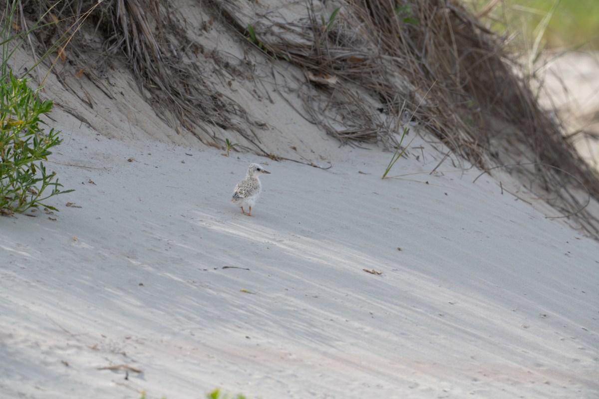 What the Cover Can’t Show: The Hidden Threats Facing Least Terns on the Texas&nbsp;Coast