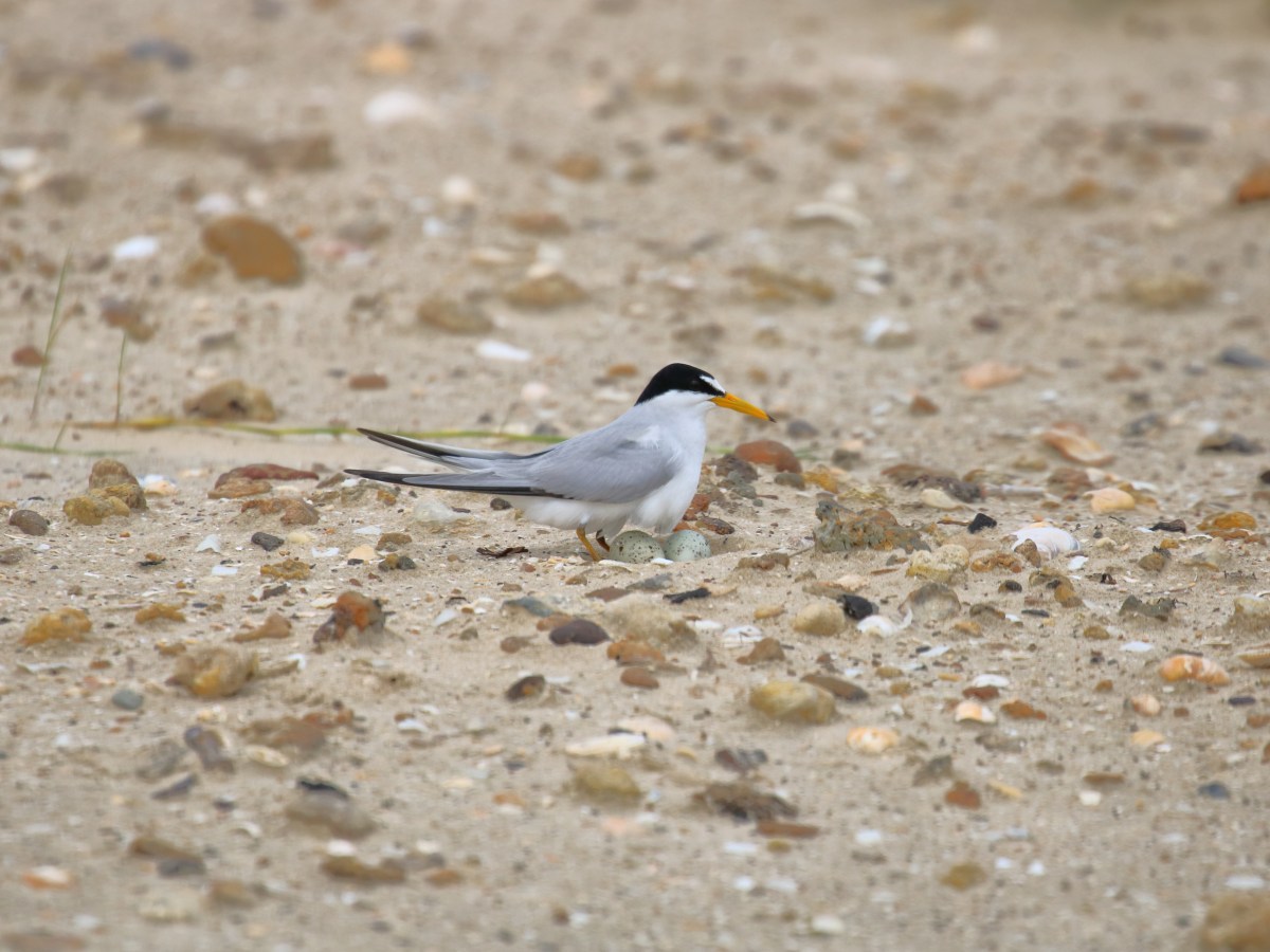 Beach-Nesting Birds: 2026 Season&nbsp;Recap