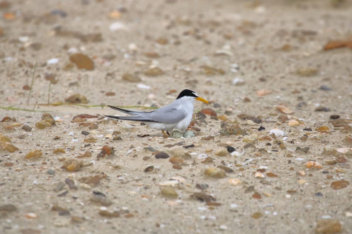 Beach-Nesting Birds: 2026 Season&nbsp;Recap